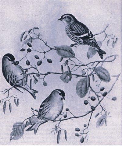 Siskins, İngiltere