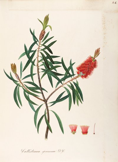 Albany Bottlebrush (Callistemon speciosum DC), Myrtaceae, Kalıcı yapraklı çalı, Avustralya