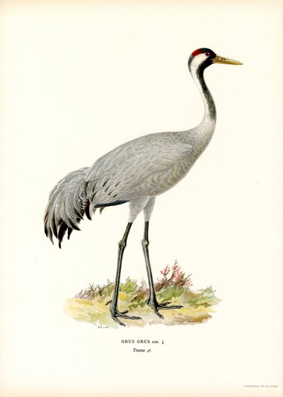 Turna (renkli taş) by Magnus Ferdinand and Wilhelm von Wright