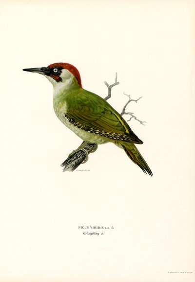 Yeşil Ağaçkakan (renkli taş) by Magnus Ferdinand and Wilhelm von Wright