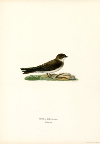 Sand Martin (Renk Lito) by Magnus Ferdinand and Wilhelm von Wright