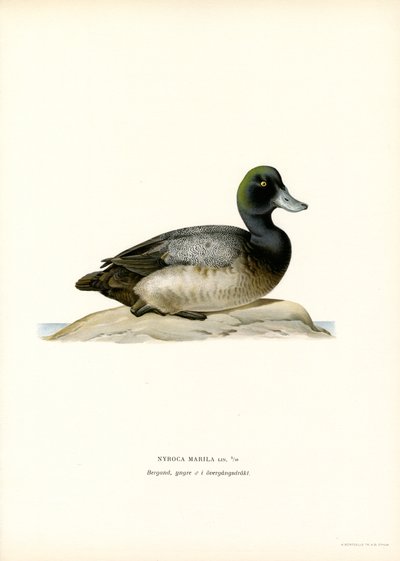 Amerikan Scaup Duck (renkli lito) by Magnus Ferdinand and Wilhelm von Wright