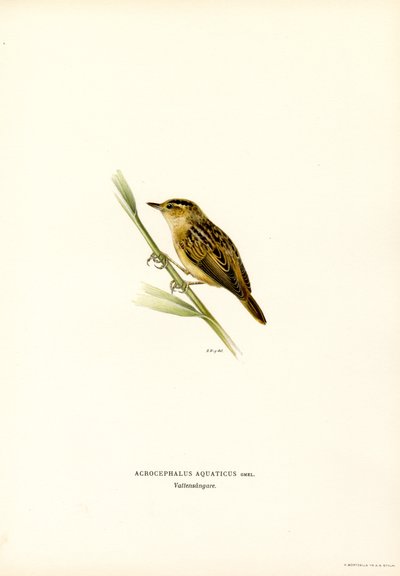 Aquatic Warbler (renkli lito) by Magnus Ferdinand and Wilhelm von Wright