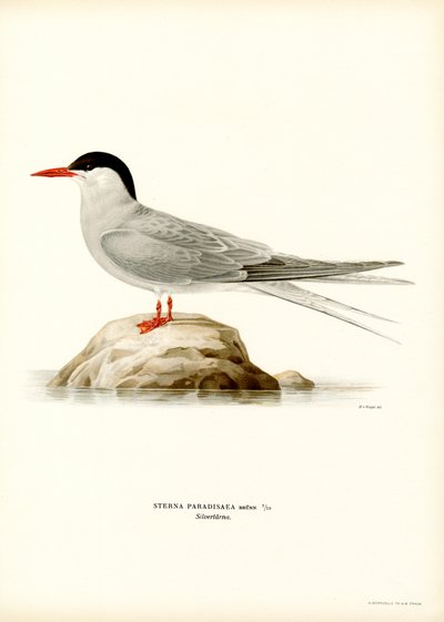 Arktik Sumru (renkli taş) by Magnus Ferdinand and Wilhelm von Wright