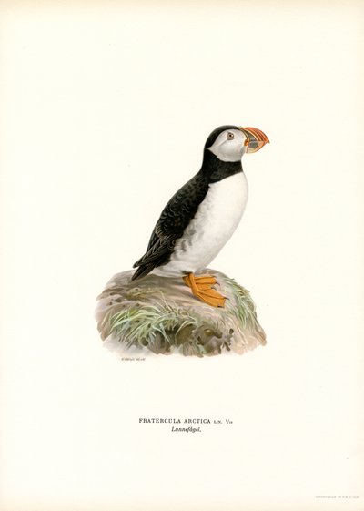 Atlantik martı (renkli taş) by Magnus Ferdinand and Wilhelm von Wright