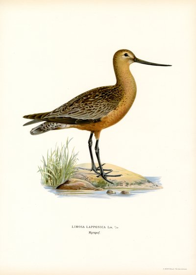 Kısa kuyruklu Godwit (renkli taş) by Magnus Ferdinand and Wilhelm von Wright