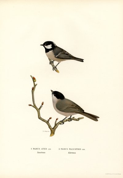 Siyah tepeli baştankara (renkli taş) by Magnus Ferdinand and Wilhelm von Wright