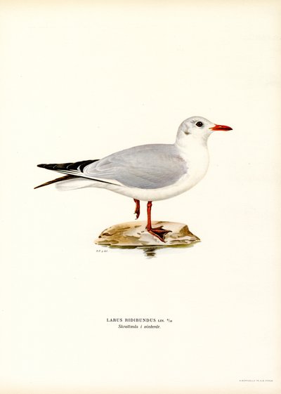 Kara başlı martı (renkli taş) by Magnus Ferdinand and Wilhelm von Wright