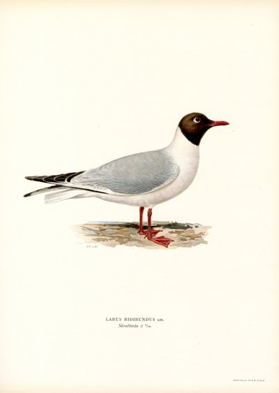 Kara başlı martı (renkli taş) by Magnus Ferdinand and Wilhelm von Wright