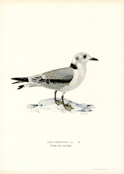 Kara bacaklı Kittiwake (renkli taş) by Magnus Ferdinand and Wilhelm von Wright