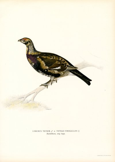 Kara Orman Tavuğu x Batı Capercaillie (renkli taş) by Magnus Ferdinand and Wilhelm von Wright