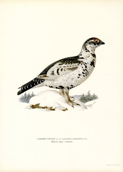 Kara Orman Tavuğu x Söğüt Ptarmigan (renkli taş) by Magnus Ferdinand and Wilhelm von Wright