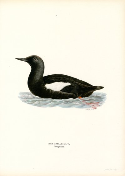 Siyah Guillemot (renkli lito) by Magnus Ferdinand and Wilhelm von Wright