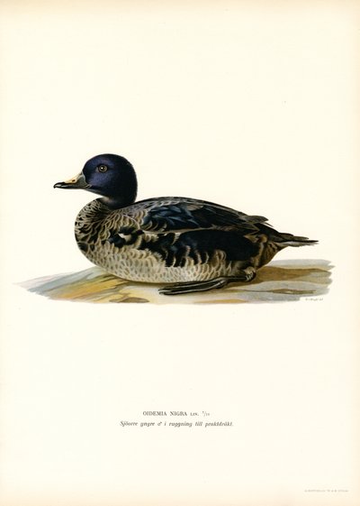 Kara Scoter (renkli taş) by Magnus Ferdinand and Wilhelm von Wright