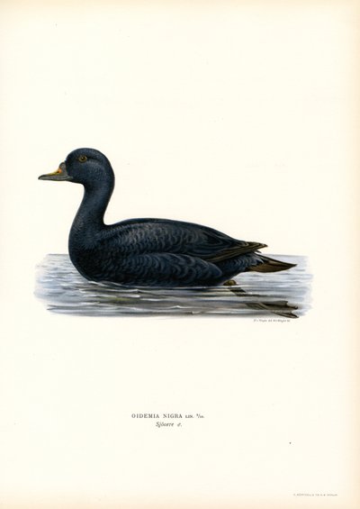 Kara Scoter (renkli taş) by Magnus Ferdinand and Wilhelm von Wright