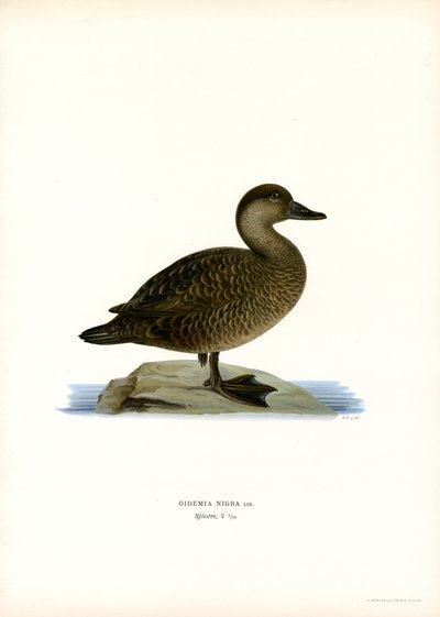 Kara Scoter (renkli taş) by Magnus Ferdinand and Wilhelm von Wright