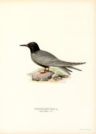 Kara Sumru (renkli taş) by Magnus Ferdinand and Wilhelm von Wright