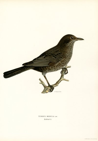 Karatavuk (renkli taş) by Magnus Ferdinand and Wilhelm von Wright