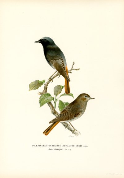 Blackstart (renkli taş) by Magnus Ferdinand and Wilhelm von Wright