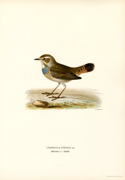 Bluethroat (renkli taş) by Magnus Ferdinand and Wilhelm von Wright