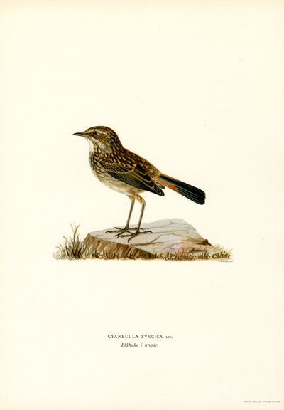 Bluethroat (renkli taş) by Magnus Ferdinand and Wilhelm von Wright