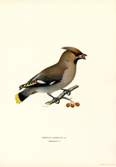 Bohem Ağda (renk üyeleri) by Magnus Ferdinand and Wilhelm von Wright