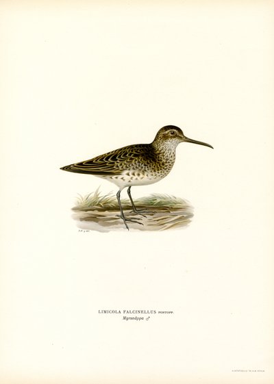 Geniş gagalı Sandpiper (renkli lito) by Magnus Ferdinand and Wilhelm von Wright