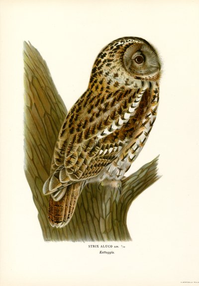 Kahverengi Baykuş (renkli taş) by Magnus Ferdinand and Wilhelm von Wright