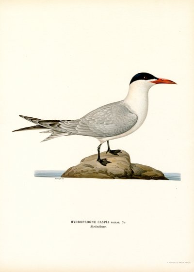 Hazar sumru (renkli lito) by Magnus Ferdinand and Wilhelm von Wright