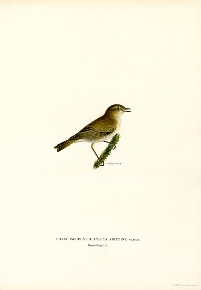 Chiffchaff (renkli lito) by Magnus Ferdinand and Wilhelm von Wright