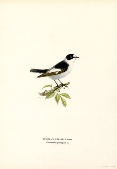 Yakalı Sinekkapan (renkli taş) by Magnus Ferdinand and Wilhelm von Wright
