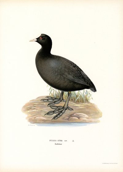 Ortak Coot (renkli lito) by Magnus Ferdinand and Wilhelm von Wright