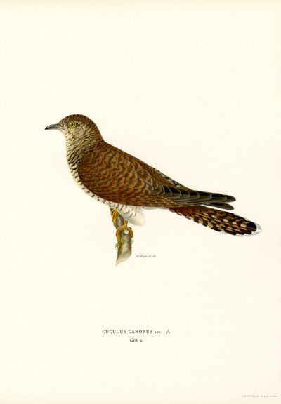 Adi guguk kuşu (renkli lito) by Magnus Ferdinand and Wilhelm von Wright