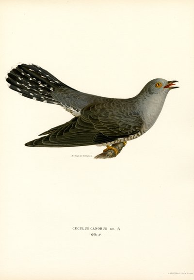 Adi guguk kuşu (renkli lito) by Magnus Ferdinand and Wilhelm von Wright