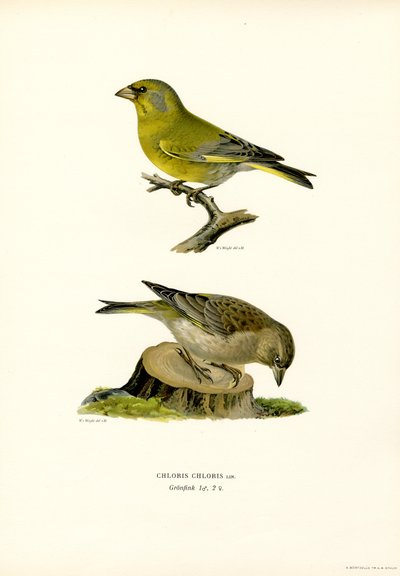 Ortak Greenfinch (renkli lito) by Magnus Ferdinand and Wilhelm von Wright