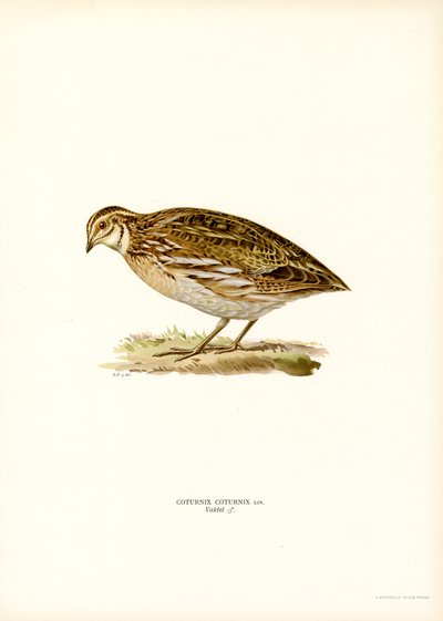 Adi Bıldırcın (renkli taş) by Magnus Ferdinand and Wilhelm von Wright