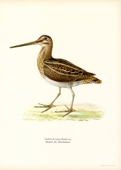 Ortak Su Çulluğu (renkli lito) by Magnus Ferdinand and Wilhelm von Wright