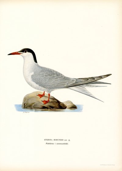 Ortak Sumru (renkli taş) by Magnus Ferdinand and Wilhelm von Wright