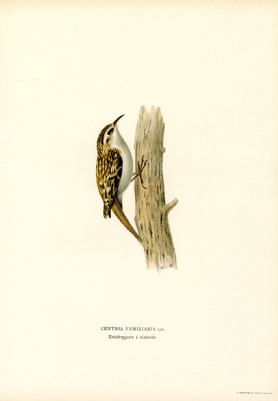 Ortak Treecreeper (renkli lito) by Magnus Ferdinand and Wilhelm von Wright