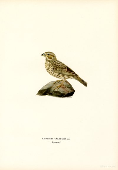 Mısır Kiraz Kuşu (renkli taş) by Magnus Ferdinand and Wilhelm von Wright