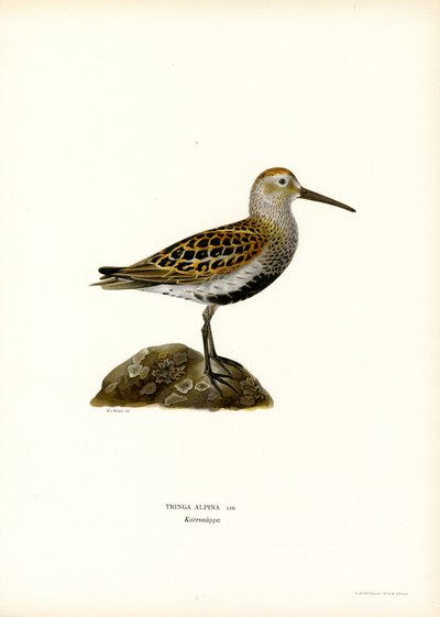 Dunlin (renkli taş) by Magnus Ferdinand and Wilhelm von Wright