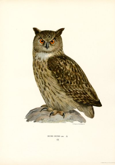 Kartal Baykuşu (renkli lito) by Magnus Ferdinand and Wilhelm von Wright