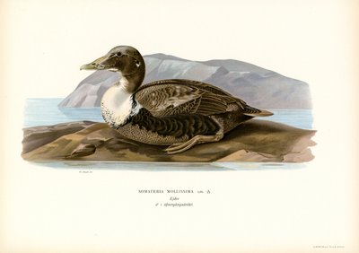 Eider Duck (renkli lito) by Magnus Ferdinand and Wilhelm von Wright