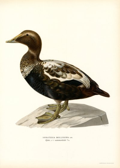 Eider Duck (renkli lito) by Magnus Ferdinand and Wilhelm von Wright