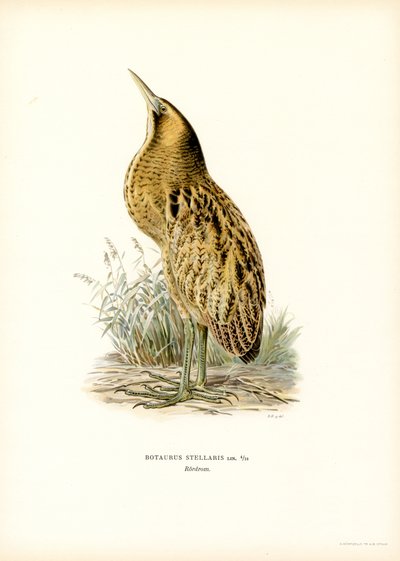Avrasya Bittern (renkli taş) by Magnus Ferdinand and Wilhelm von Wright