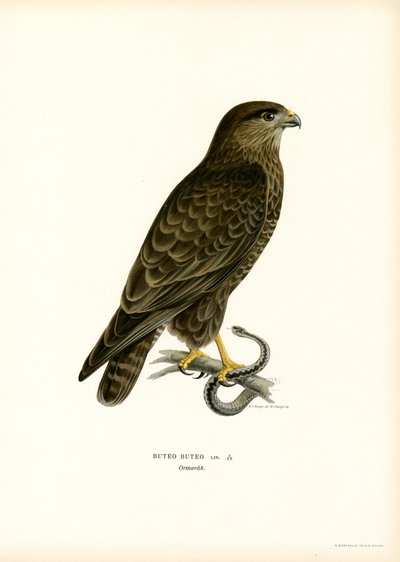 Avrasya Şahini (renkli taş) by Magnus Ferdinand and Wilhelm von Wright