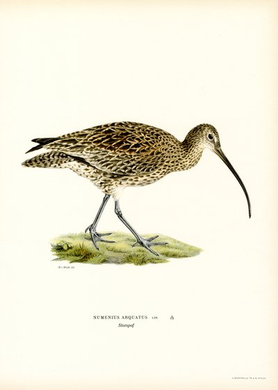 Avrasya Curlew (renkli taş) by Magnus Ferdinand and Wilhelm von Wright