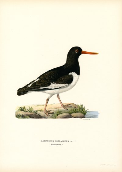 Avrasya Oystercatcher (renkli taş) by Magnus Ferdinand and Wilhelm von Wright