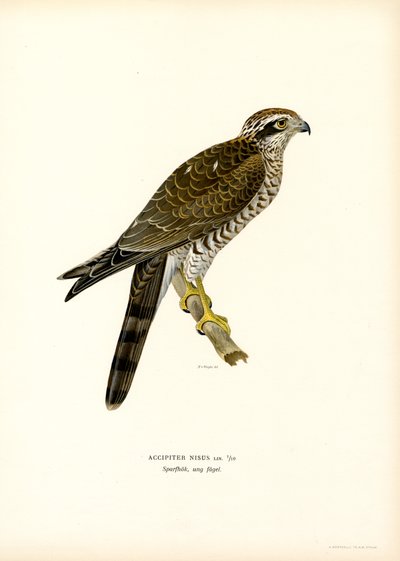 Avrasya Atmacası (renkli taş) by Magnus Ferdinand and Wilhelm von Wright