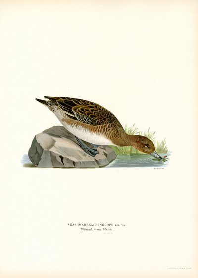 Avrasya Wigeon (renkli taş) by Magnus Ferdinand and Wilhelm von Wright